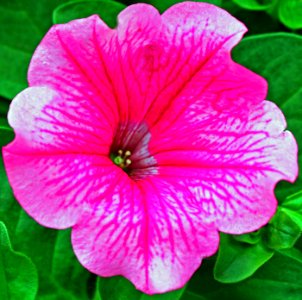 Trailing Petunia Rose Vein