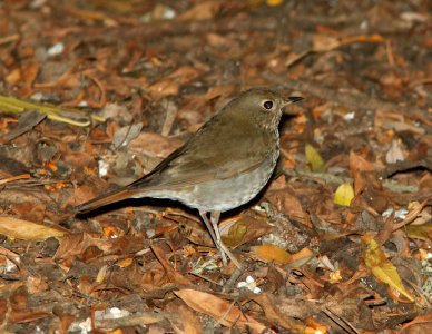 THRUSH, HERMIT (10-12-09) oceano c g -01