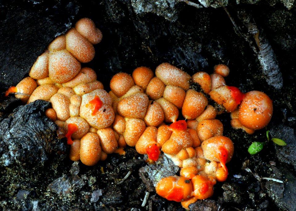 Wolf's milk slime.  (Lycogala epidendrum,)
