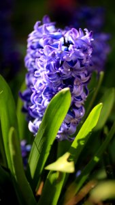 L'une des nombreuses jacinthes bleues