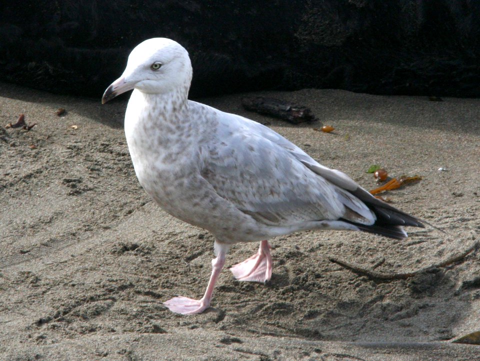 GULL, HERRING (2-9-09) early 2nd summer, el seal overlook -02