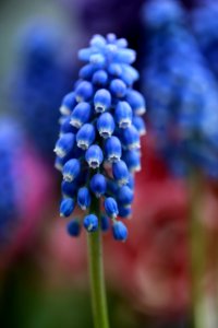 Hyacinthus ; Le muscari