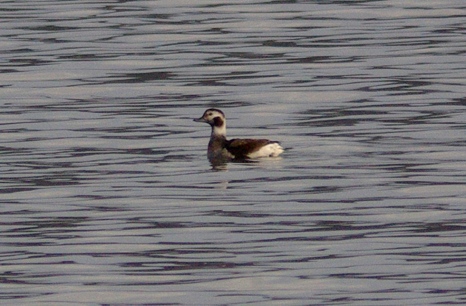 DUCK, LONG-TAILED (11-25-07) ad fem, 4th street overlook -1