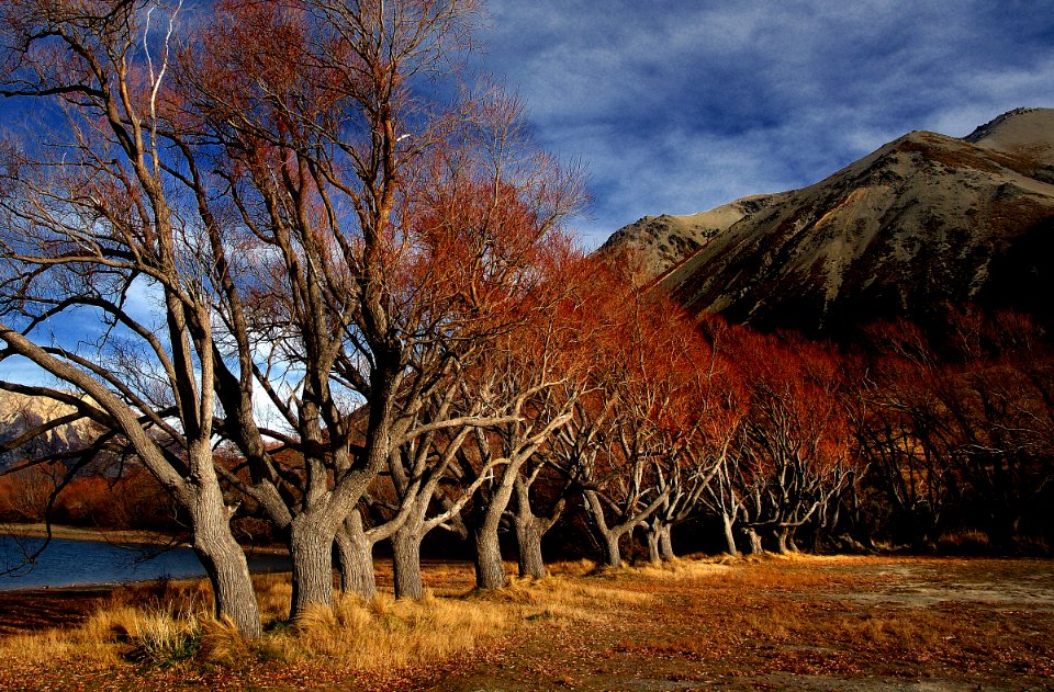 Willows standing bare.