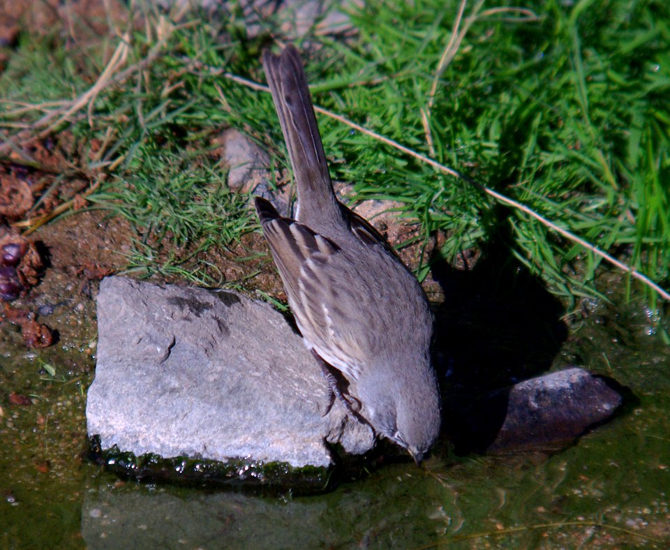 BELL'S SPARROW (canescens?) (10-7-07) Quail Springs, carrizo plain nat mon, slo co, ca -14b