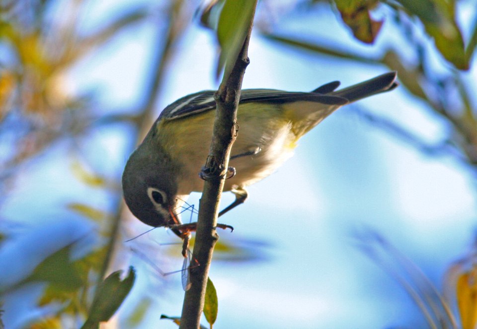 VIREO, BLUE-HEADED (12-3-08) pecho willows, los osos, slo co, ca -05