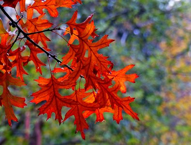 Pin Oaks. photo