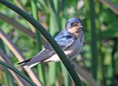 SWALLOW, BARN (7-13-09) juv, oso flaco lake, slo co, ca -04