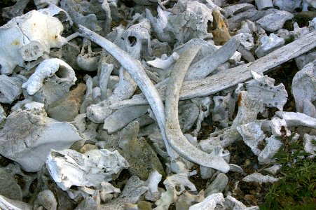 BONEYARDS STUFF