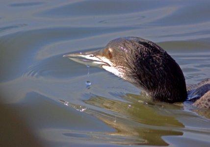 LOON, COMMON (1-5-08)