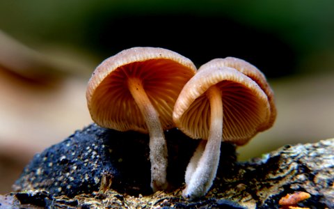 Gymnopilus eucalyptorum