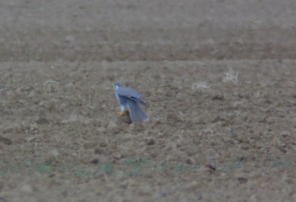 probable LANNER (falco biarmicus), branch mt rd, california valley, slo co, ca -1