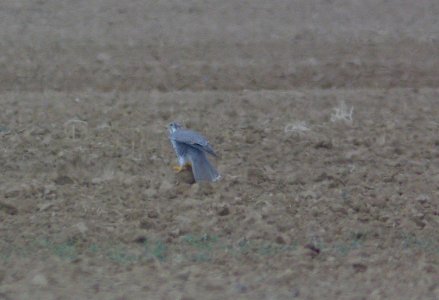 probable LANNER (falco biarmicus), branch mt rd, california valley, slo co, ca -1