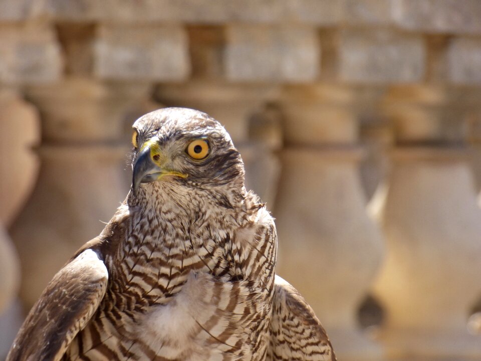 Prey hunter plumage