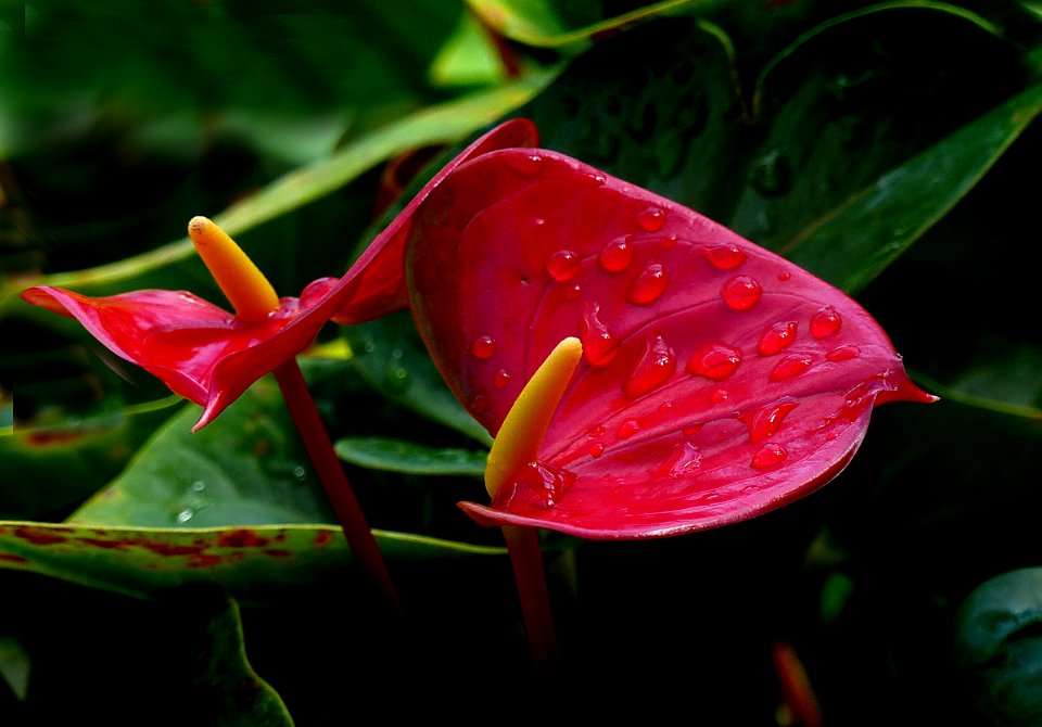 Anthurium.