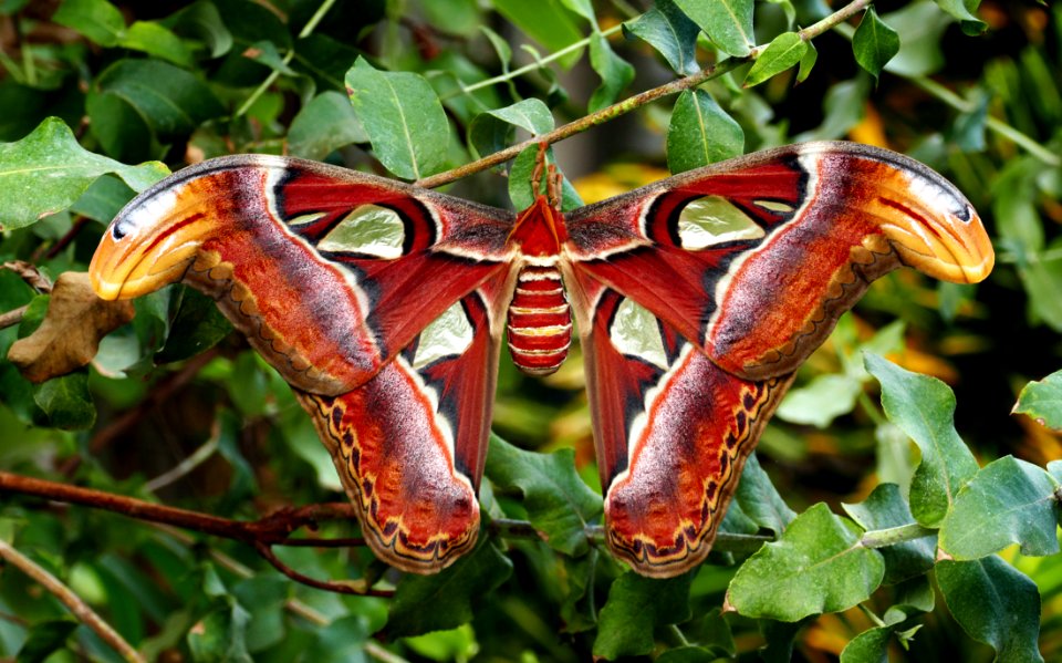 Atlas moth.(Attacus atlas)