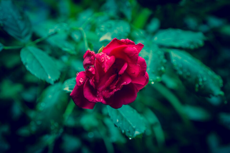 Flower love romance