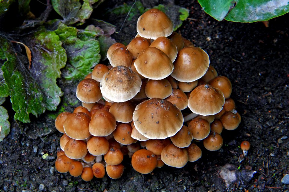 Coprinellus micaceus.