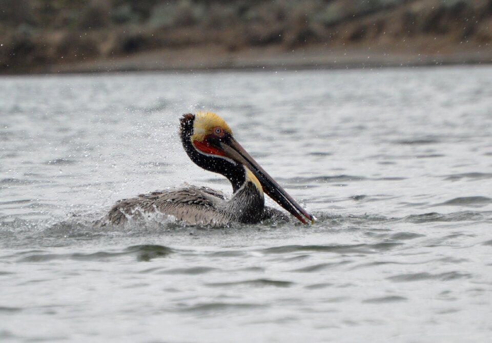 Nature sea wildlife
