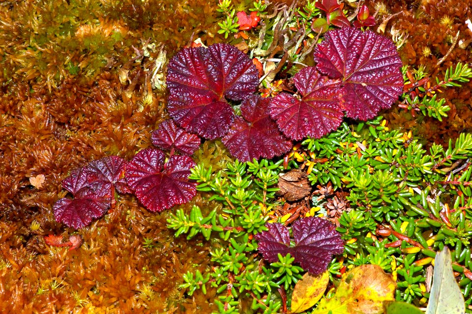 THE BIG ROCK GARDEN