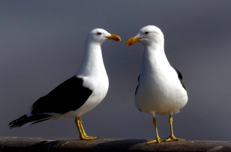Black-backed gulls. photo
