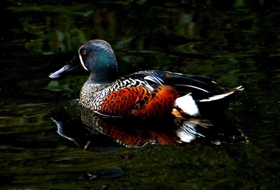 Shoveler Duck NZ photo