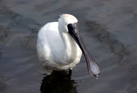 The royal spoonbill (Platalea regia)