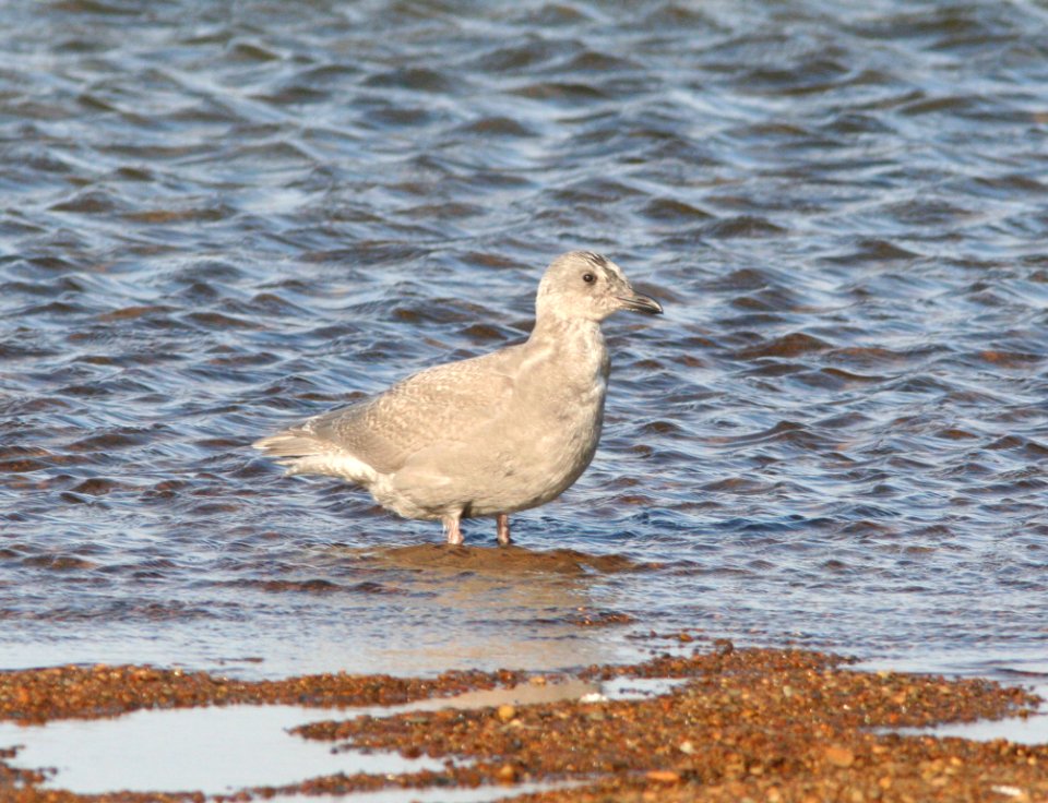 GULL, GLAUCOUS (9-8-08) first summer, Gambell, Ak -03