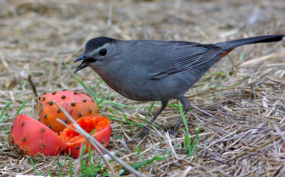 CATBIRD, GRAY (11-18-08) morro rock, morro bay, slo co, ca -01i