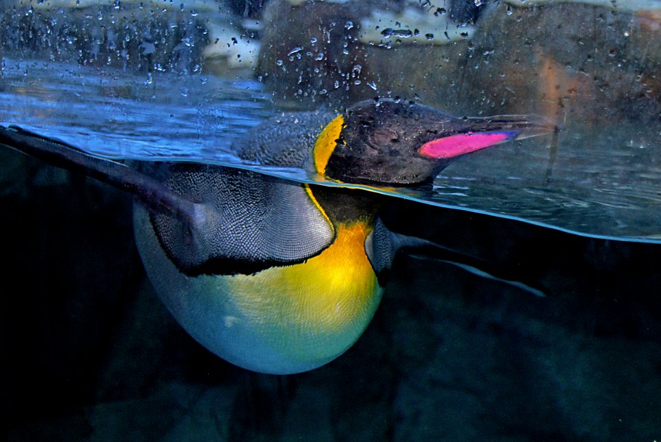King Penguin. Calgary Zoo.