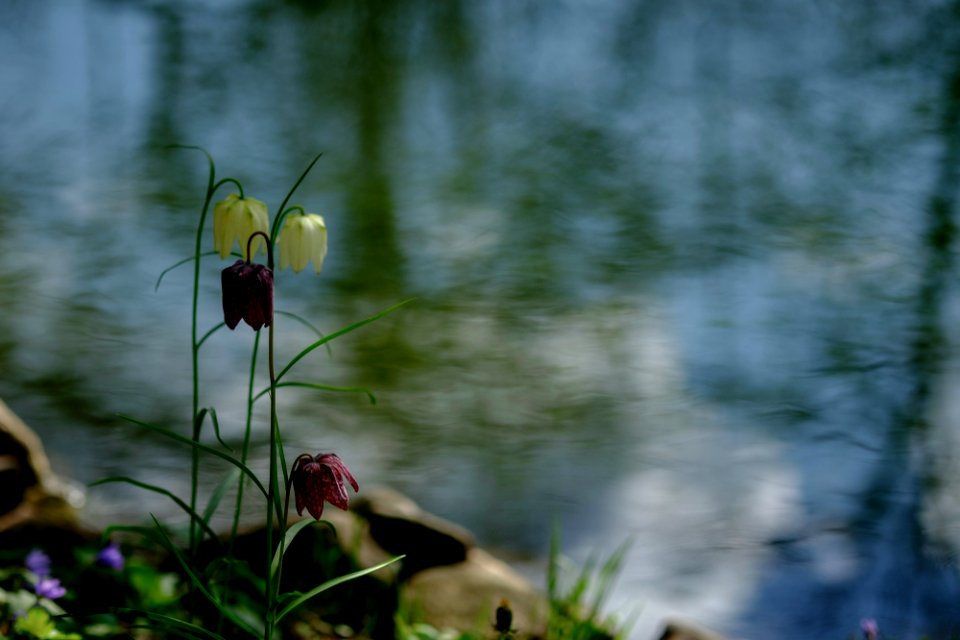 am Teich