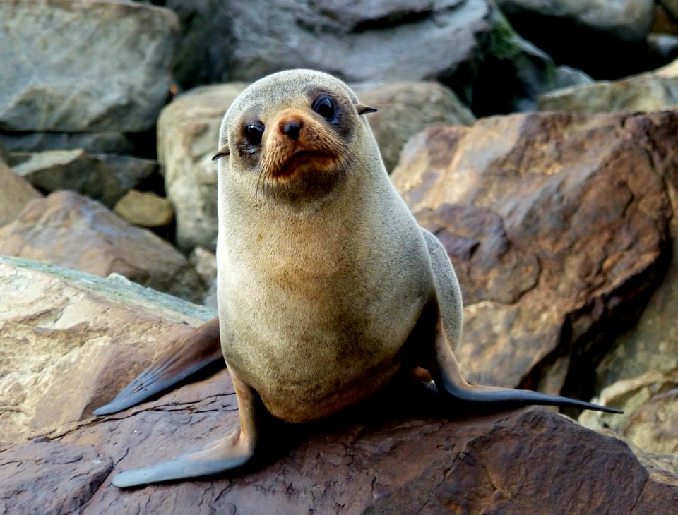 Southern New Zealand Fur Seal.