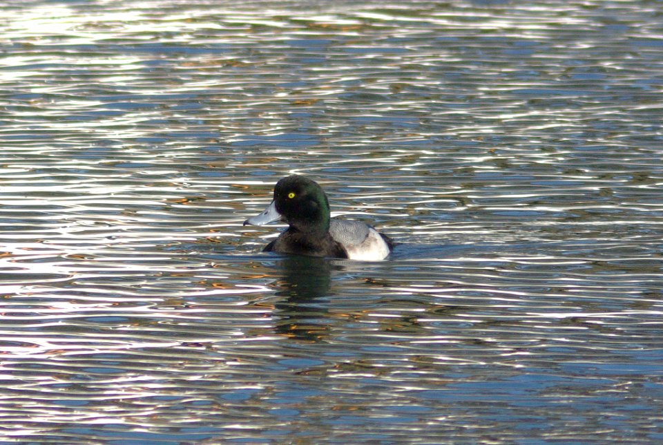 SCAUP, GREATER (12-21-07) -03