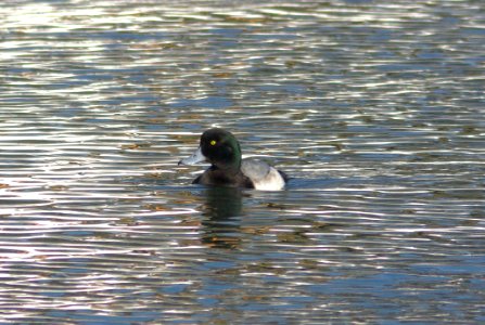SCAUP, GREATER (12-21-07) -03