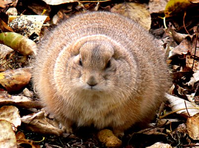 The black-tailed prairie dog (Cynomys ludovicianus)