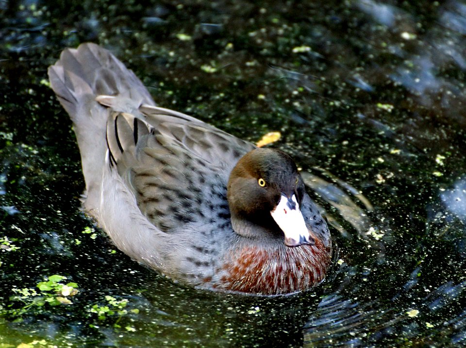 Blue Duck (Whio), photo