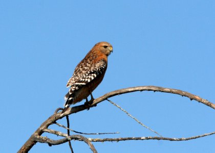 HAWK, RED-SHOULDERED (12-22-07) -1