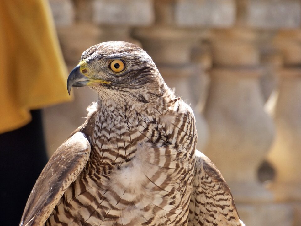 Prey hunter plumage