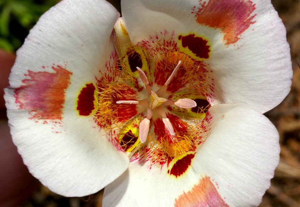 MARIPOSA (calochortus sp) (6-4-08) carrizo, caliente ridge, carrizo plain nat monument, san luis obispo, ca -21