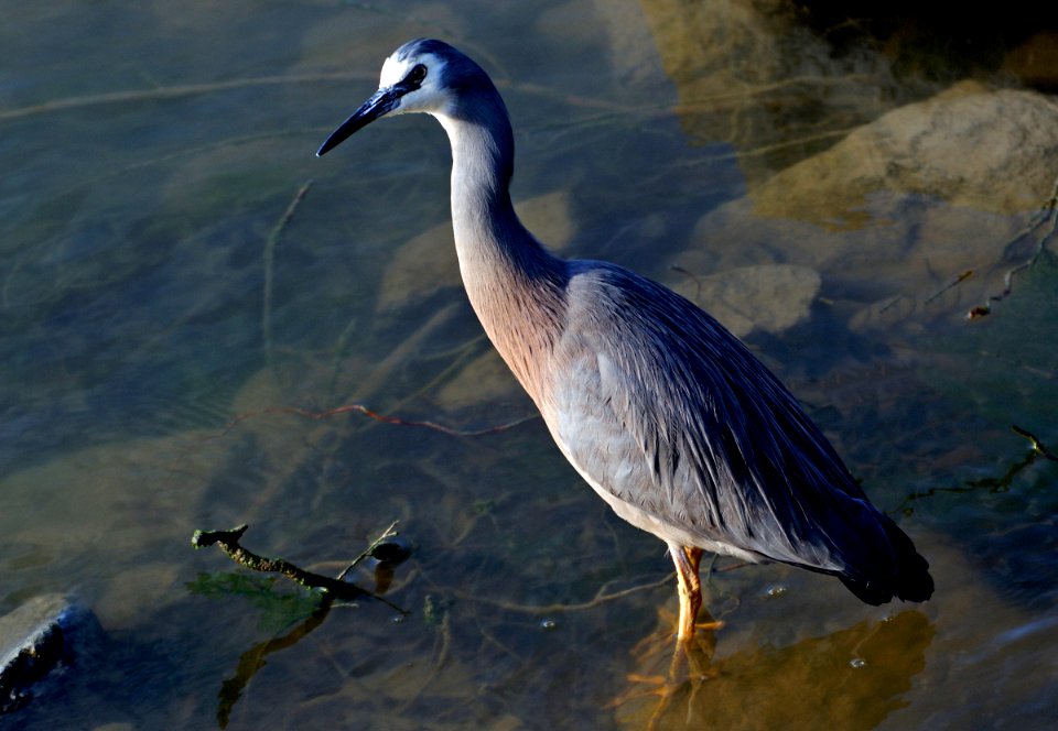 White faced Heron. photo