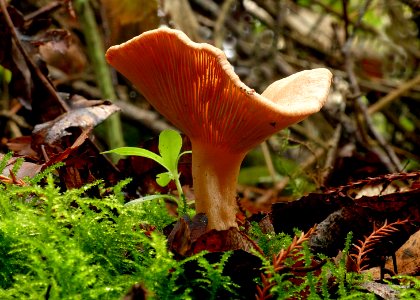 Paxillus involutus, commonly known as the brown roll-rim, photo