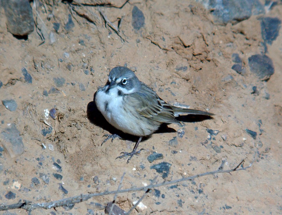 BELL'S SPARROW (canescens?) (10-7-07) Quail Springs, carrizo plain nat mon, slo co, ca -24