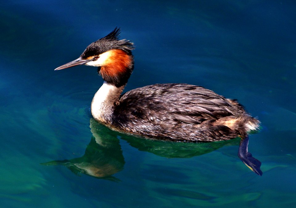 Australasian crested grebe.  (Podiceps cristatus australis)