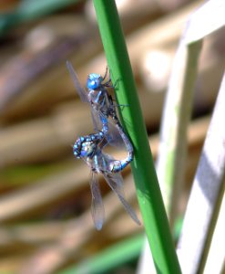 DARNER, BLUE-EYED (aeshna multicolor) (6-9-08) oso flaco, san luis obispo co, ca