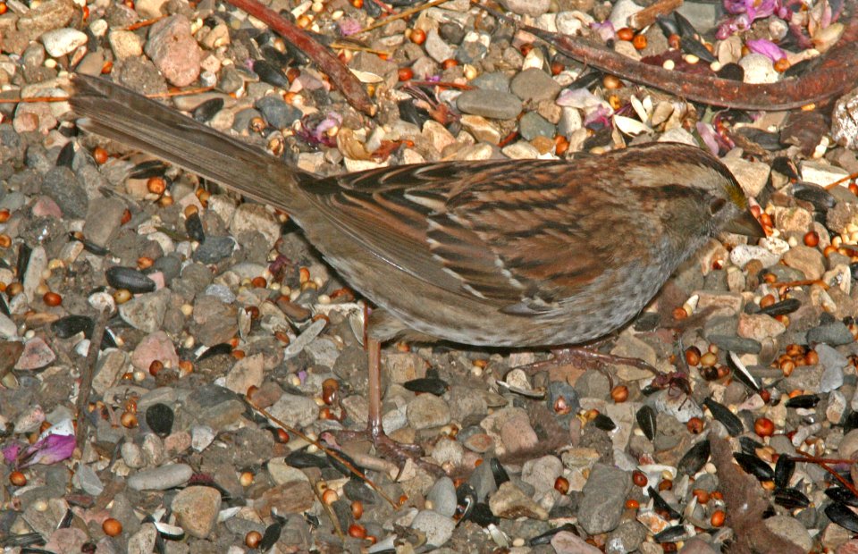 SPARROW, WHITE-THROATED (4-29-09) canet rd -4