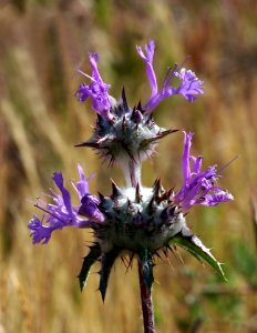 SAGE, THISTLE (salvia carduacea) (4-23-07) carrizo-1