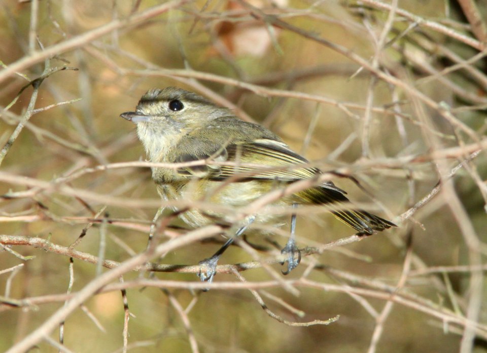 VIREO, HUTTON'S (7-23-09) cerro alto cg road, slo co, ca -01