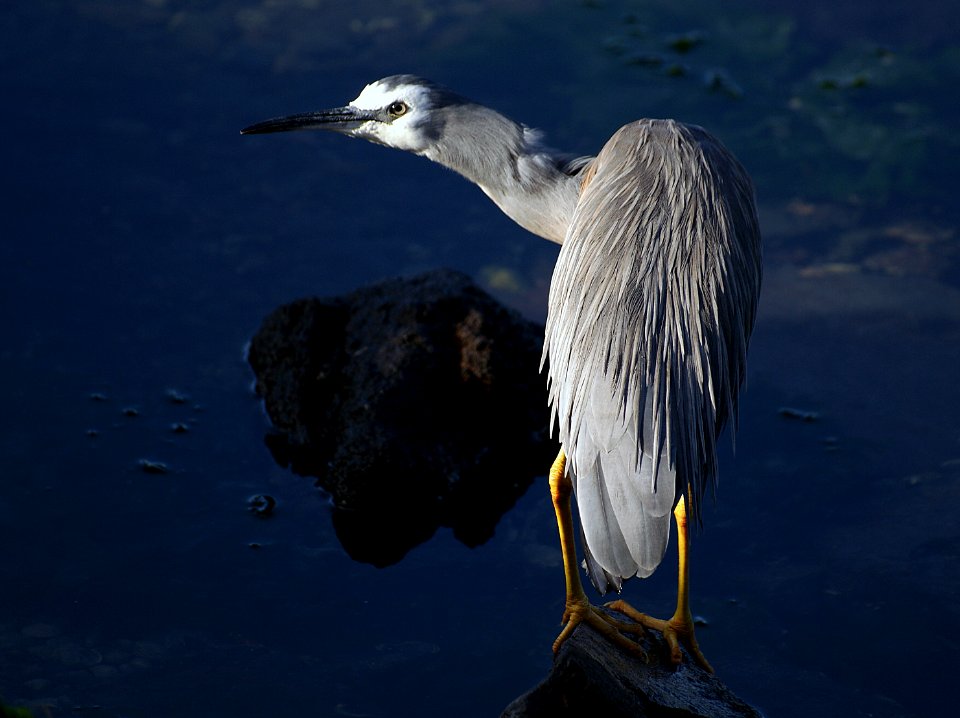 White faced heron.(Ardea novaehollandiae)