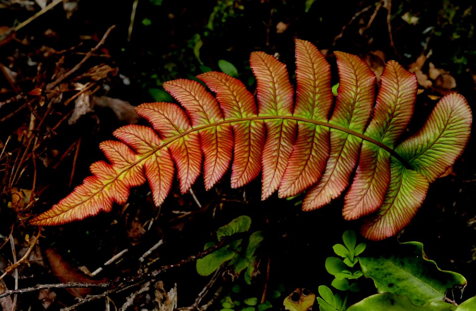 Kiokoi. New Zealand fern.