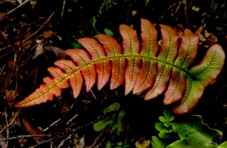 Kiokoi. New Zealand fern. photo